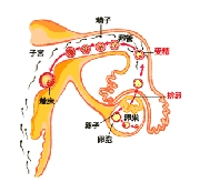 Y精子を酸性海原で死滅させるには?